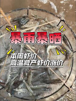 虾市突然回暖,多地价格悄然攀升 #三农 #虾价 #虾价格