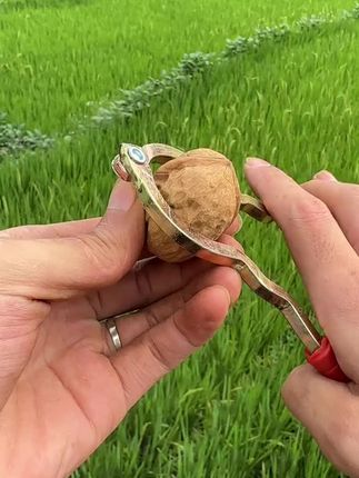 #新鲜湿核桃 #优质农产品 #湿核桃