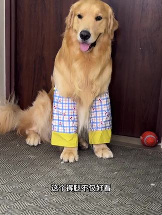 小狗穿上这个特别像小朋友#养狗经验分享