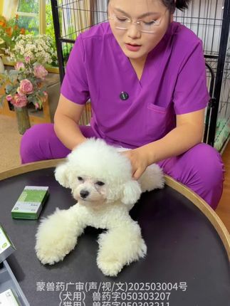 经常在床上睡觉的狗狗一定要给它定期驱虫#养狗经验分享 #狗狗驱虫 #猫咪驱虫