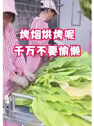 #烤烟#烟草#增产增收才是硬道理 #烤烟种植技术与管理 #烤房专用满炉金