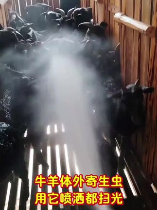 牛羊体外寄生虫,用它喷洒都扫光,可喷洒可药浴,牛羊猪犬兔孕畜可用#农村养羊 #养羊人 #驱虫 #牛羊养殖技术分享 #自繁自养