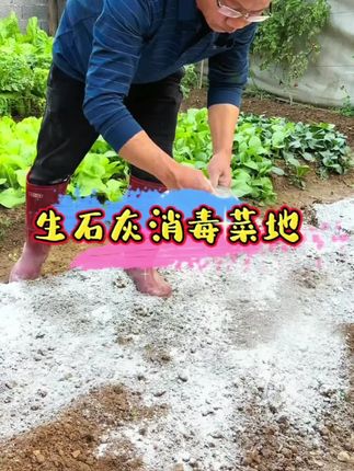 蔬菜采收后不要着急种下一季的菜,种植前先在土壤里撒点生石灰粉,给土壤消毒杀菌灭虫卵#生石灰#农业种植技术 #土壤消毒 #病虫害防治 #三农种植