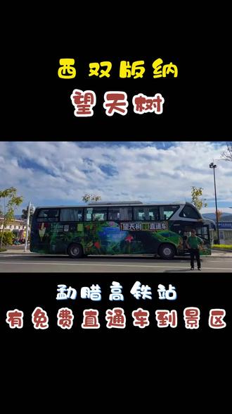 带你去“东方亚马逊”#望天树景区 #望天树空中走廊