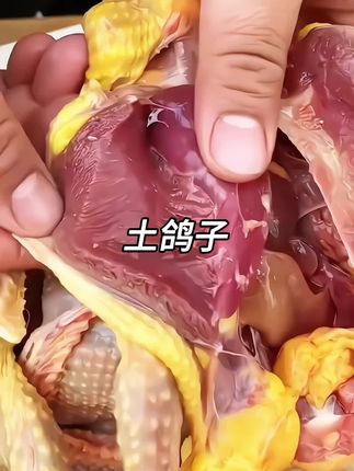 正宗农家散烟土鸽子#家庭美食 #营养丰富 #鸽子汤 #鸽子肉 #老鸽子