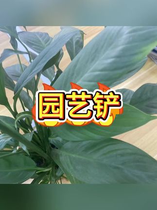 #防护铲 #园艺铲子 #园艺工具
