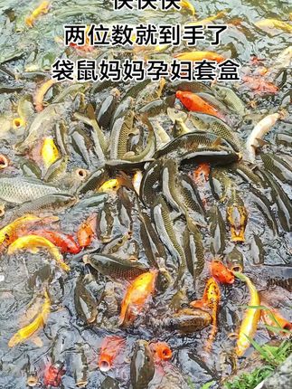 谁敢信呀!两位数就到手了袋鼠妈妈孕妇套盒,简直不要太划算了安利宝妈推荐#袋鼠妈妈#孕期#强烈推荐袋鼠妈妈大米套装