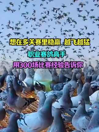#赛鸽 #赛鸽比赛 #职业赛鸽 #赛鸽运动