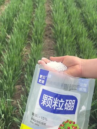 #小麦种植#小麦底肥#颗粒硼#小麦高产