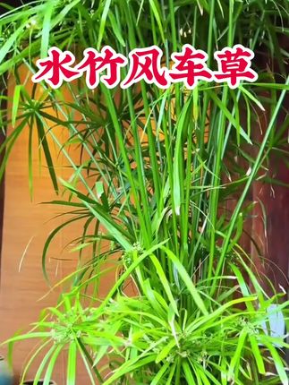 #水竹又叫风车草,被称为鱼缸里的生态净化器,生长快、根系发达,能净化水质。枝干优美,叶子似风车,绿意盎然。喜光也耐阴,可水培可半水半土养,种在鱼缸或流水罐造景,也可盆栽观赏,摆放在阳台或庭院,微风吹过,如同是水墨画卷里,充满诗意与浪漫。#花卉绿植#水培植物#净化空气#鱼缸造景