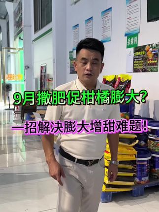 都九月份了,还在盲目撒肥想催果实膨大、赶早熟?这套方案让你省一半成本,甜果早上市!#柑橘 #柑橘种植 #柑橘管理 #柑橘营养方案