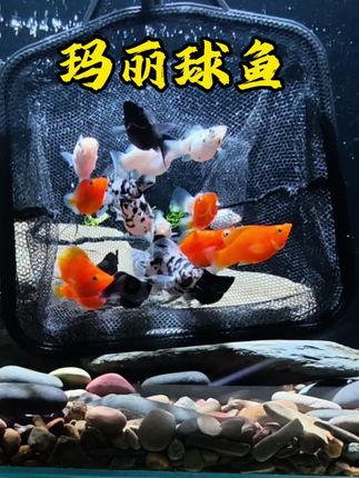 谁懂啊!玛丽球鱼才是养鱼天花板 养过那么多观赏鱼,没见过比玛丽球鱼更省心的“小可爱”!圆滚滚的身子游起来憨态可掬,呆萌劲儿直接戳中萌点。 关键它还自带“超能力”:不仅能吃鱼缸里的油膜,啃完水清亮得像空气缸;更惊喜的是,几乎每个月都能生一窝小鱼苗,新手也能轻松体验“养鱼爆缸”的快乐。 想入坑观赏鱼?选玛丽球鱼准没错,颜值、实力、性价比全在线!#观赏鱼 #新手养鱼 #玛丽鱼
