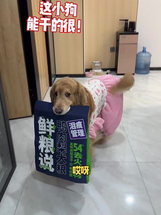 天气热,一定要做好泪痕管理 多多吃这款狗粮好几年了,真的很不错#金毛 #狗粮推荐