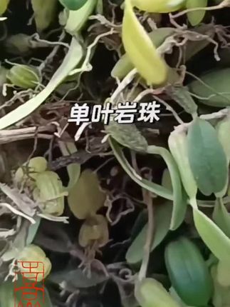 【蛟哥土特产】高山峭壁单叶岩珠#【蛟哥土特产】#高山峭壁#单叶岩珠##