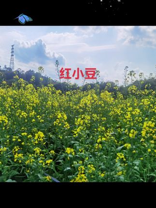 新红豆5斤 新东北圆粒红小豆 农家红豆五谷杂粮 红豆薏米水