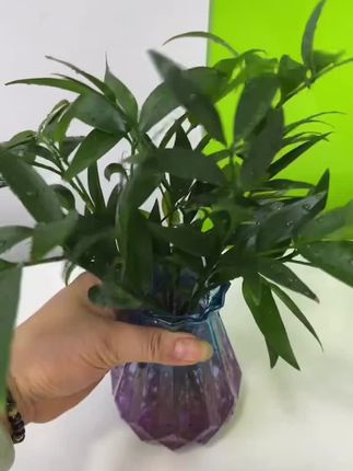#竹柏#水培植物#室内绿植 #室内绿植 #驱蚊竹