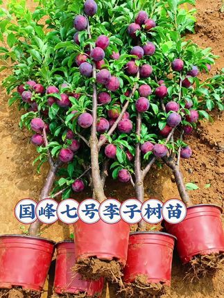 #国峰七号李子树苗 #嫁接苗 #果苗供应 #基地直发 #南北方均可种植
