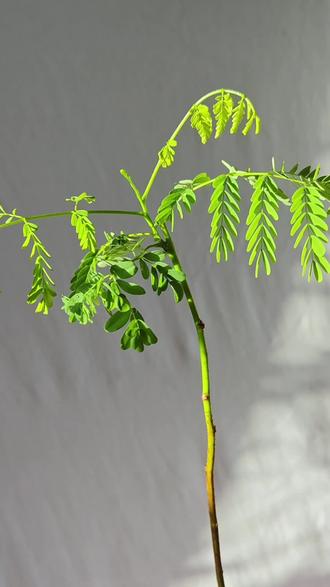 水培凤凰小树苗
#日常分享