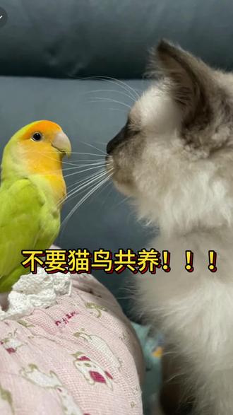 千万不要猫鸟共养#手养鹦鹉#猫咪