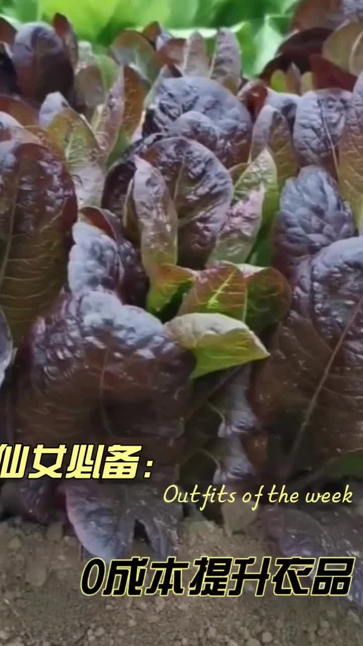 咖啡香麦菜种子 #阳台盆栽 #小院种植 #盆栽地栽 #不生虫的蔬菜