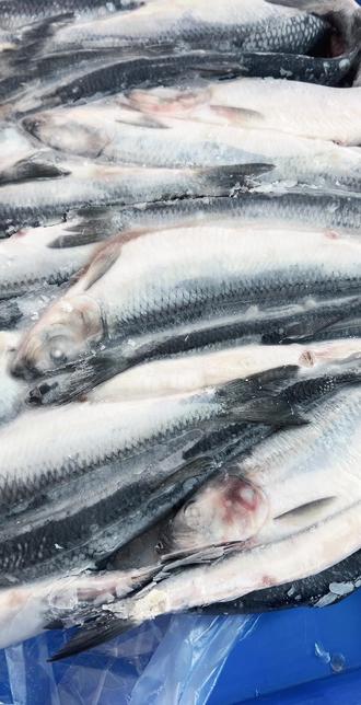 深海青鱼满籽满油大个的吃起来肉质鲜嫩味道鲜美!#深海青鱼 #沙丁鱼 #鲱鱼 @DOU+小助手 @抖加🔥上热门🔥dou+🔥热点宝 @抖加上热门