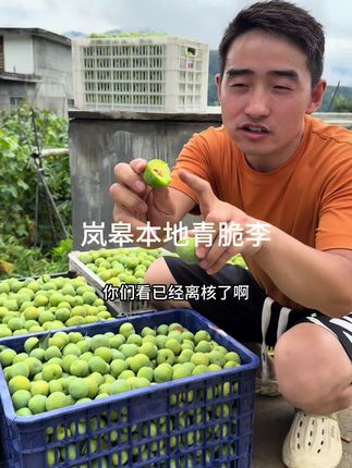 真正岚皋本地种的青脆李已经成熟开始采摘发货了, 口感脆爽酸甜,微酸不涩,欢迎品尝。#优质农产品 #新鲜李子