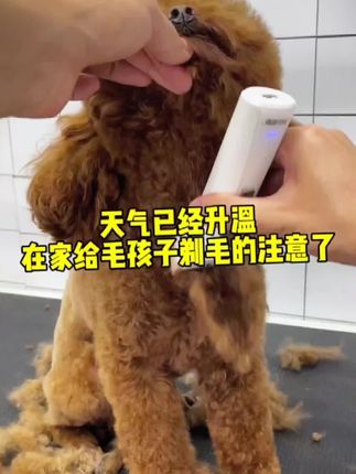 宠物店用的同款电推,顺畅不卡毛,泰迪比熊萨摩金毛中大型犬猫咪都可以用。#宠物美容#泰迪#萌宠