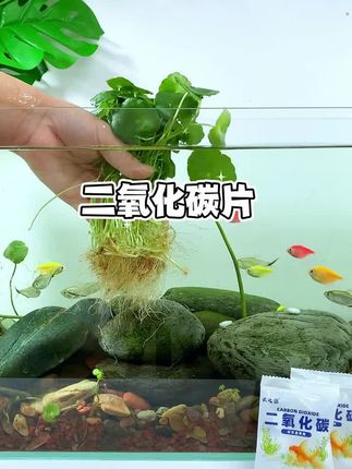 鱼缸里的水草发黄烂叶,应该怎么办? #鱼缸水培 #二氧化碳片 #新手养鱼 #养鱼必备神器