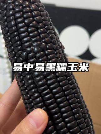 吃够了黄玉米的,一定要试试这个黑糯玉米,软糯香甜还拉丝#管理器 #黑玉米 #黑糯玉米 #易中易糯玉米