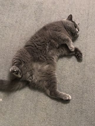 #蓝猫蓝猫蓝猫 #猫的迷惑行为 #毛孩子 #铲屎官日常 #小毛孩