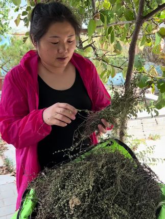 半枝莲搭配白花蛇舍草泡茶喝煮水喝太好喝了,你知道吗#草本植物 #大自然的馈赠 #半枝莲