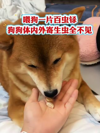 #养狗经验分享 #萌宠出道计划 #科学养宠攻略 #狗狗 #萌宠
