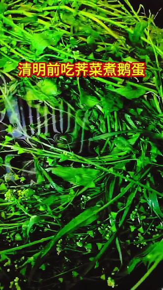 清明前吃荠菜煮鹅蛋,一年之之中最养人
懂的自然懂,吃的就是这份地气和安心
#安红在努力 #安红爱生活#小妙招大作用
#抖音正能量传播 @抖音小助手