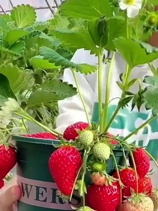 #dou上热门谁懂草莓脑袋的痛!想吃草莓,一进水果店钱包就抗议。不如自己种!这款草莓秧苗带土带盆,到手直接种,阳台、小院都能养。四季结果,多茬采收,实现草莓自由不再是梦!现在下单,还有种植礼包送,包你轻松上手。快点击下方小黄车把它带回家,开启甜蜜种植之旅!#草莓苗 #阳台种植 #绿植盆栽