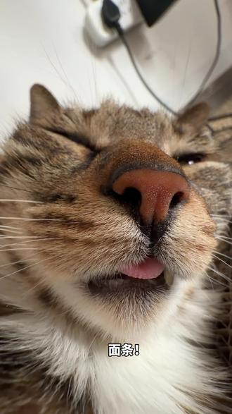 面条!嗦嗦嗦~
#猫咪自拍 #狸花猫 #猫咪日常 #抽象 #狮子王
