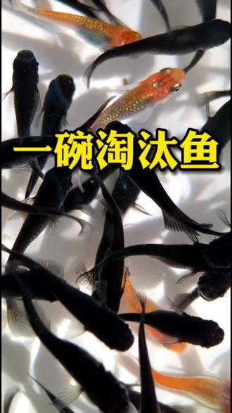 #淘汰鱼
怎么公鱼这么多,是三代以后这鱼鳍变得看不清公母了吧,臀鳍都很长,分不清了就淘汰吧!