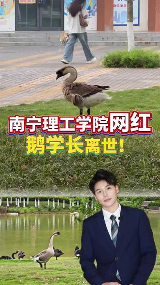 南宁理工学院 “网红鹅离世〞 鹅学长一生温柔待人,却被长期被霸凌孤立,温柔的鹅学长再也回不来了#南宁理工学院#灰鹅学长#网红鹅学长#鹅学长