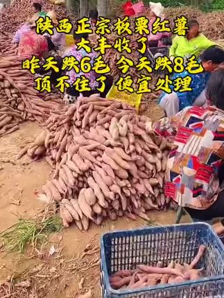 陕西板栗红薯,无茎无丝,干面甜好好吃,有板栗的清香 #板栗红薯#快来一起尝个鲜 #新鲜采摘