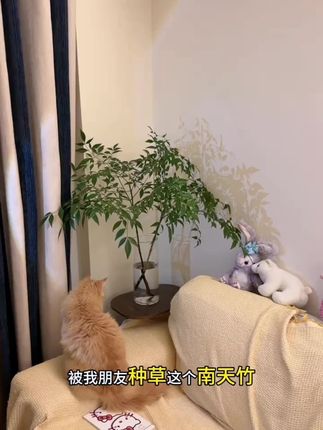 又有氛围感又好养活看着就很治愈!太适合我这种懒人养了#南天竹 #室内绿植 #花卉绿植 #净化空气 #绿植