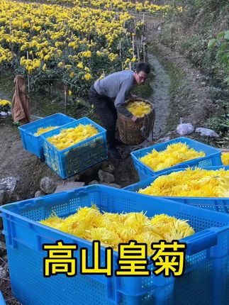 没喝过的赶快来尝尝,好看还好喝的#金丝皇菊,朵朵圆润饱满,馥郁清香,一朵就能泡满满一大杯,泡水喝清甜可口#菊花茶#优质农产品