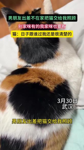 别家咪有的 我家咪也要有邪修的风终于吹到了养猫届#坦克小希鱼油#萌宠出道计划#萌宠日常记录#猫咪掉毛#养猫经验分享