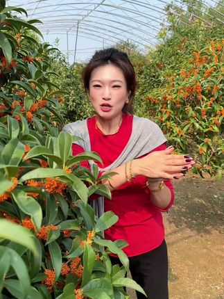八月桂花香,开始炒桂花啦~大家伙等了一年的桂花终于下来了