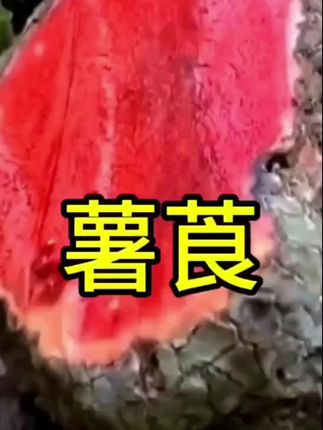 血三七 正品道地云南高品质无硫新货野血三七煮水泡酒配枸杞