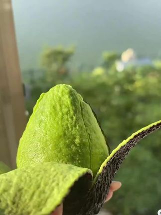 牛油果到底好不好吃又是一大难题!#牛油果 #牛油果的神仙吃法 #牛油果的最佳吃法 #牛油果奶昔 #牛油果怎么吃