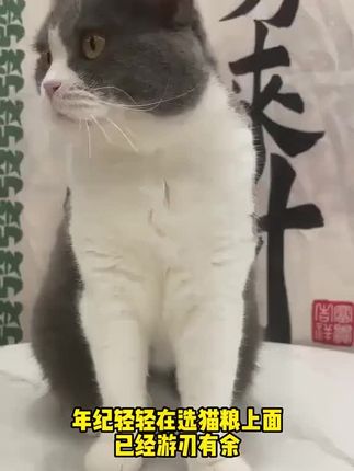 猫粮选好了轻轻松松搞定小猫咪#萍青源