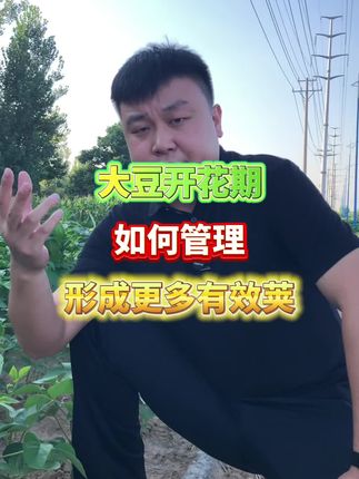 #大豆种植 #大豆种植技术 #大豆高产 #大豆管理 #增产增收