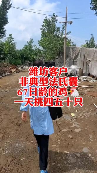 技术下乡看鸡,非典型法氏囊#新农人计划2023 #抖音助农 #养鸡人 #农村散养土鸡 #肉鸡养殖 @抖音涨📈粉➕播放 @巨量本地推