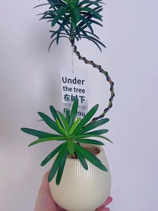造型罗汉松室内盆栽绿植好养耐活#绿植盆栽 #室内绿植 #绿植花卉 #罗汉松盆栽 #罗汉松造型