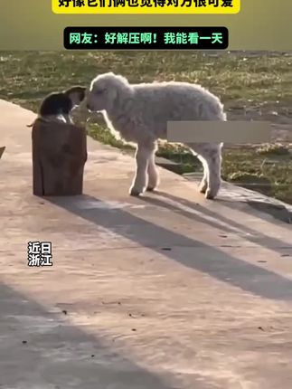 温暖的日光下、小猫在抚摸小羊,好像它们俩也觉得对方很可爱,网友:好解压啊!我能看一天
