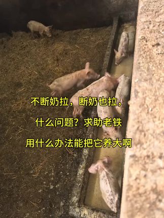 不断奶拉稀,断奶后还拉,什么问题?求助大家用什么办法把它养大#仔猪拉稀炸毛不好养 #产房仔猪腹泻 #猪圆环病毒